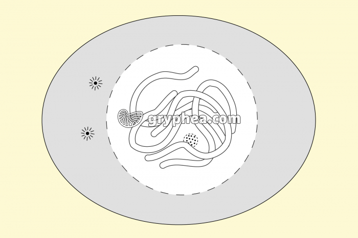 Etape 2 de la mitose dans une cellule animale - vue à colorier et annoter - gryphea.com